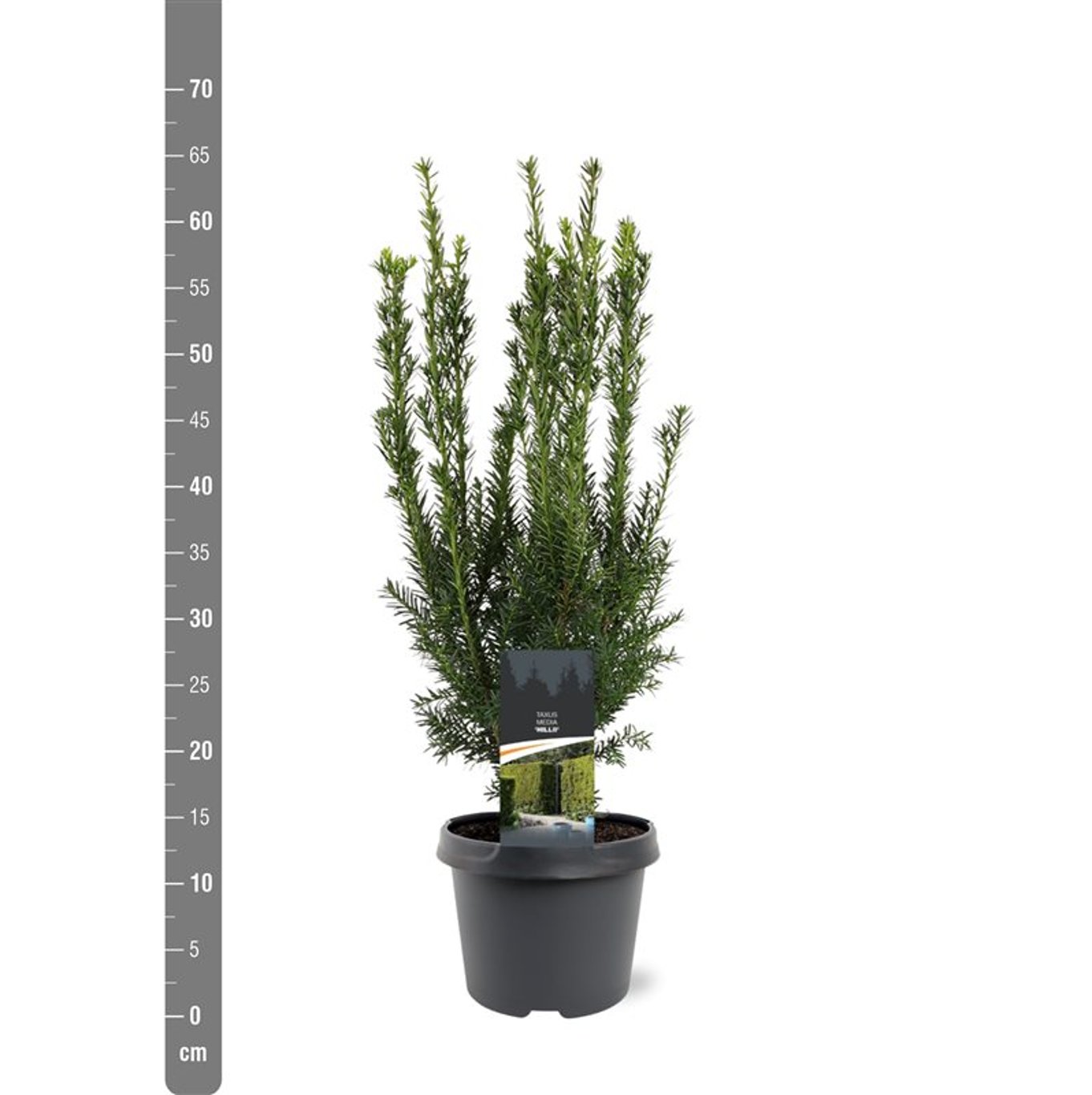 Taxus media 'Hillii' - C3 40-50 CM